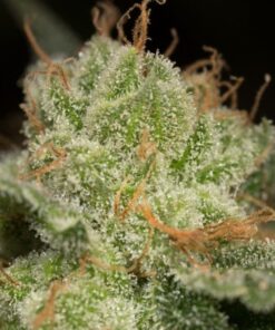 lemon tree auto seeds lemon tree strain seeds auto