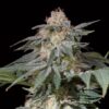 lemon tree auto seeds lemon tree strain seeds auto