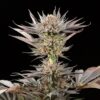 lemon tree strain seeds feminized