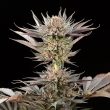lemon tree feminized seeds lemon tree strain seeds
