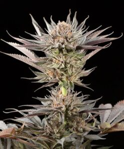 lemon tree strain seeds feminized