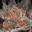 lemon tree feminized seeds lemon tree strain seeds
