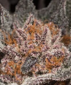 lemon tree strain seeds feminized