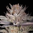 lemon tree feminized seeds lemon tree strain seeds