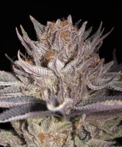 lemon tree strain seeds feminized