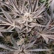 lemon-tree-auto-seeds-lemon-tree-strain-auto-seeds