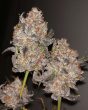 Love Cannabis - Cereal Milk - Autoflowering Cannabis Seeds