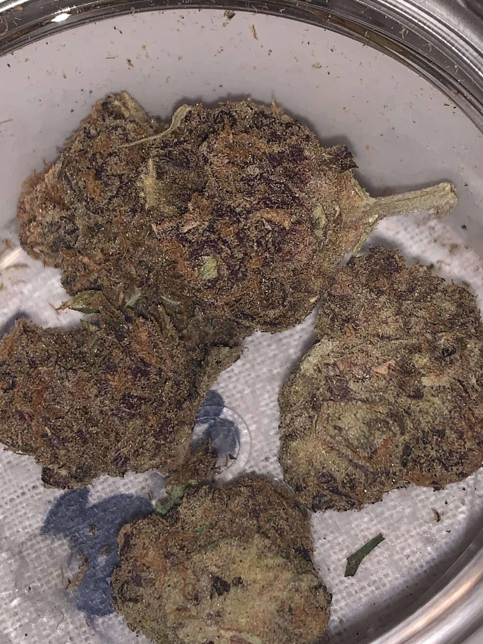 love-cannabis-seeds-cereal-milk-s1-feminized-cannabis-seeds-scaled-1jpg