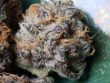 love-cannabis-seeds-dolato-s1-feminized-cannabis-seeds-2jpg