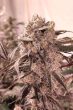 love-cannabis-seeds-dolato-s1-feminized-cannabis-seeds-2jpg