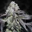 Love Cannabis - Sunset Sherbert - Autoflowering Cannabis Seeds