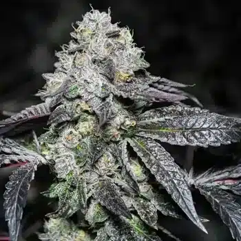 Love Cannabis - Sunset Sherbert - Autoflowering Cannabis Seeds