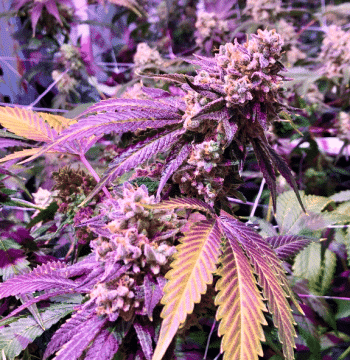 Love Cannabis - Melonsicle - Feminized Cannabis Seeds