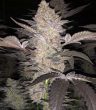 Love Cannabis - Mimosa - Feminized Cannabis Seeds