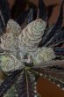 mimosa-feminized-cannabis-seedsjpg