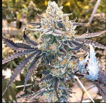 Love Cannabis - Nerdz aka Nerds - Feminized Cannabis Seeds