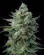 Love Cannabis - OG Kush - 12 Regular Seeds
