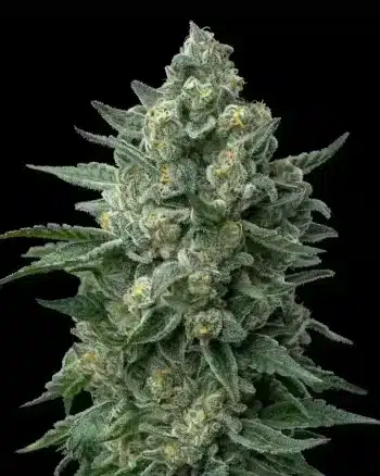 Love Cannabis - OG Kush - 12 Regular Seeds