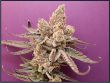 orange-apricot-cannabis-seedsjpg