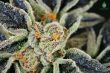 orange-cookies-feminized-cannabis-seeds2jpg