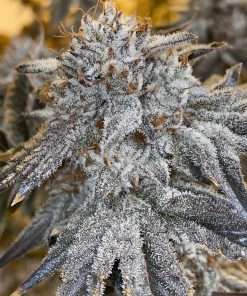 Feminized Seeds