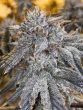 oreoz-feminized-cannabis-seed2-scaled-1jpeg