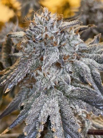 Love Cannabis - Oreoz - Feminized Cannabis Seeds