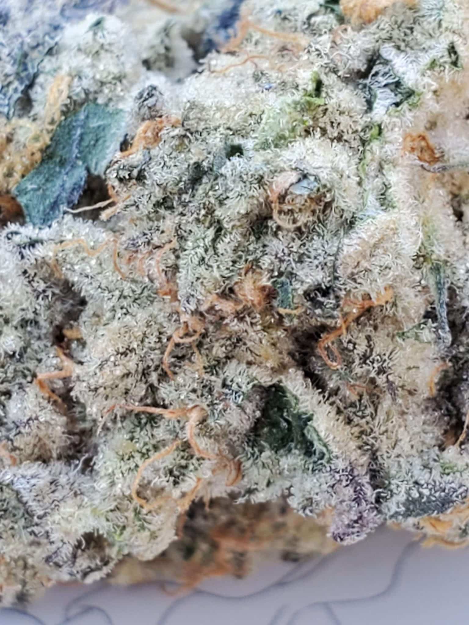 oreoz-feminized-cannabis-seed3-scaled-1jpeg