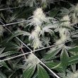 pie-hoe-feminized-cannabis-seeds4jpg