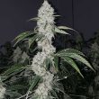pie-hoe-feminized-cannabis-seeds4jpg