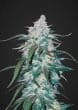 pineapple-express-auto-feminized-cannabis-seeds2jpg
