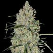 pineapple-express-auto-feminized-cannabis-seeds2jpg