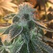 pineapple-express-feminized-cannabis-seeds2jpg