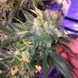 pineapple-express-feminized-cannabis-seeds2jpg