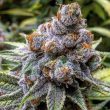 pinkman-goo-feminized-cannabis-seedspng
