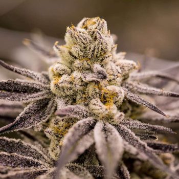 Love Cannabis - Purple Punchsicle - Autoflowering Cannabis Seeds