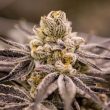 Love Cannabis - Purple Punchsicle - Feminized Cannabis Seeds