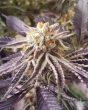 purple-punchsicle-feminized-cannabis-seeds2jpg