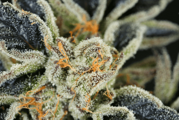 reeze-macflurry-seeds-strain-reeze-mcflurry reeze macflurry strain seeds