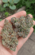 reeze-macflurry-seeds-strain-reeze-mcflurry