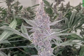 Love Cannabis - Tropicanna Cookies - Autoflowering Cannabis Seeds