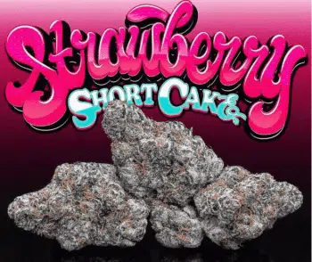 strawberry shortcake strain auto seeds