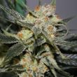 strawberry-shortcake-feminized-cannabis-seeds4png