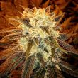 strawberry-shortcake-feminized-cannabis-seeds4png