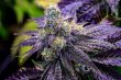 sundae-driver-feminized-cannabis-seeds4png