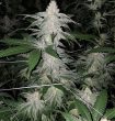 sundae-driver-feminized-cannabis-seeds4png