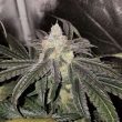 sundae-driver-feminized-cannabis-seeds4png