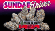 Love Cannabis - Sundae Driver - Feminized Cannabis Seeds
