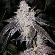 sunset-sherbert-feminized-cannabis-seeds2png