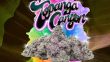 topanga-canyon-og-feminized-cannabis-seeds3jpg